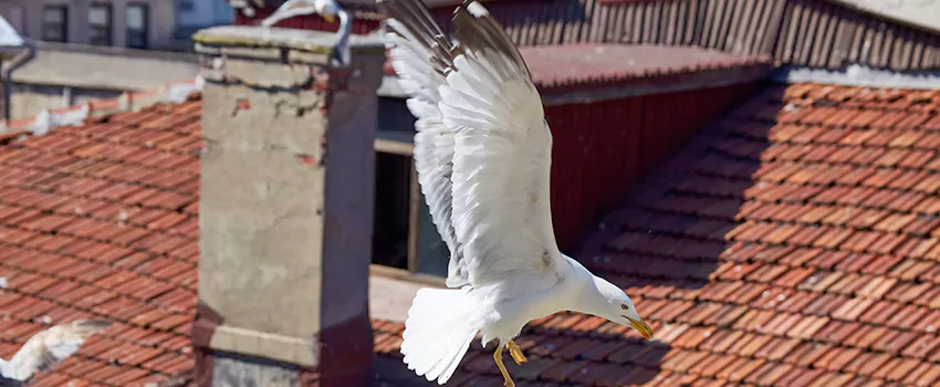 Residential Chimney Animal Removal Solution in Sarasota, FL